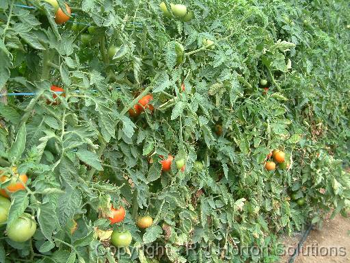 Tomato bushes 